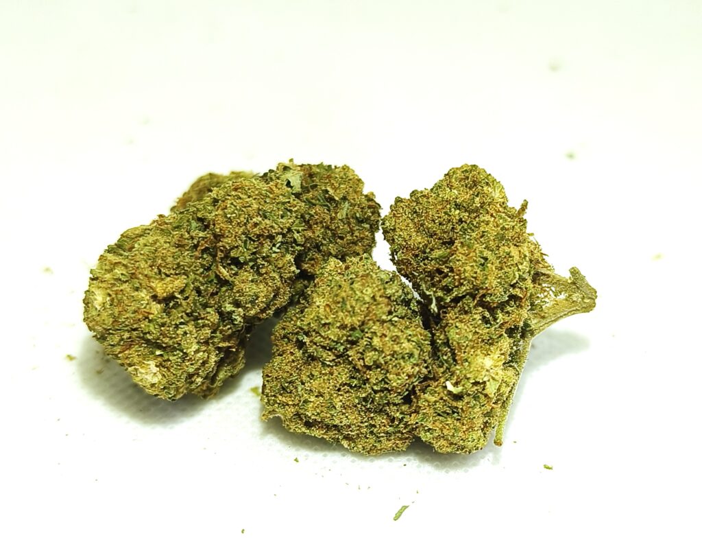 flor cbd gorilla glue indoor 2 cogollos compactos y bien manicurados sobre fondo blanco